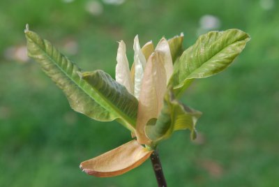 Magnolia obovata - šácholan obvejčitý - jarní výhonky